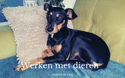35 tips als je wilt werken met dieren.